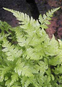 Athyrium filix-femina x niponicum 'Branford Rambler'